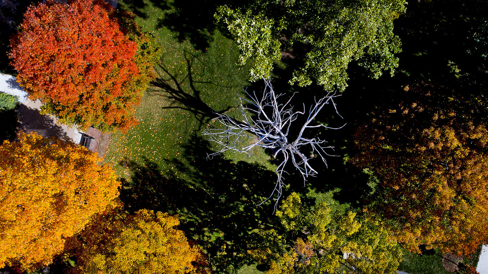 Aerial view of trees outside Andrews Hall; links to news story