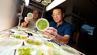 Yanbin Yin, Associate Professor in Food Science and Technology, looks over algae samples with post-doc Xuehuan Feng.