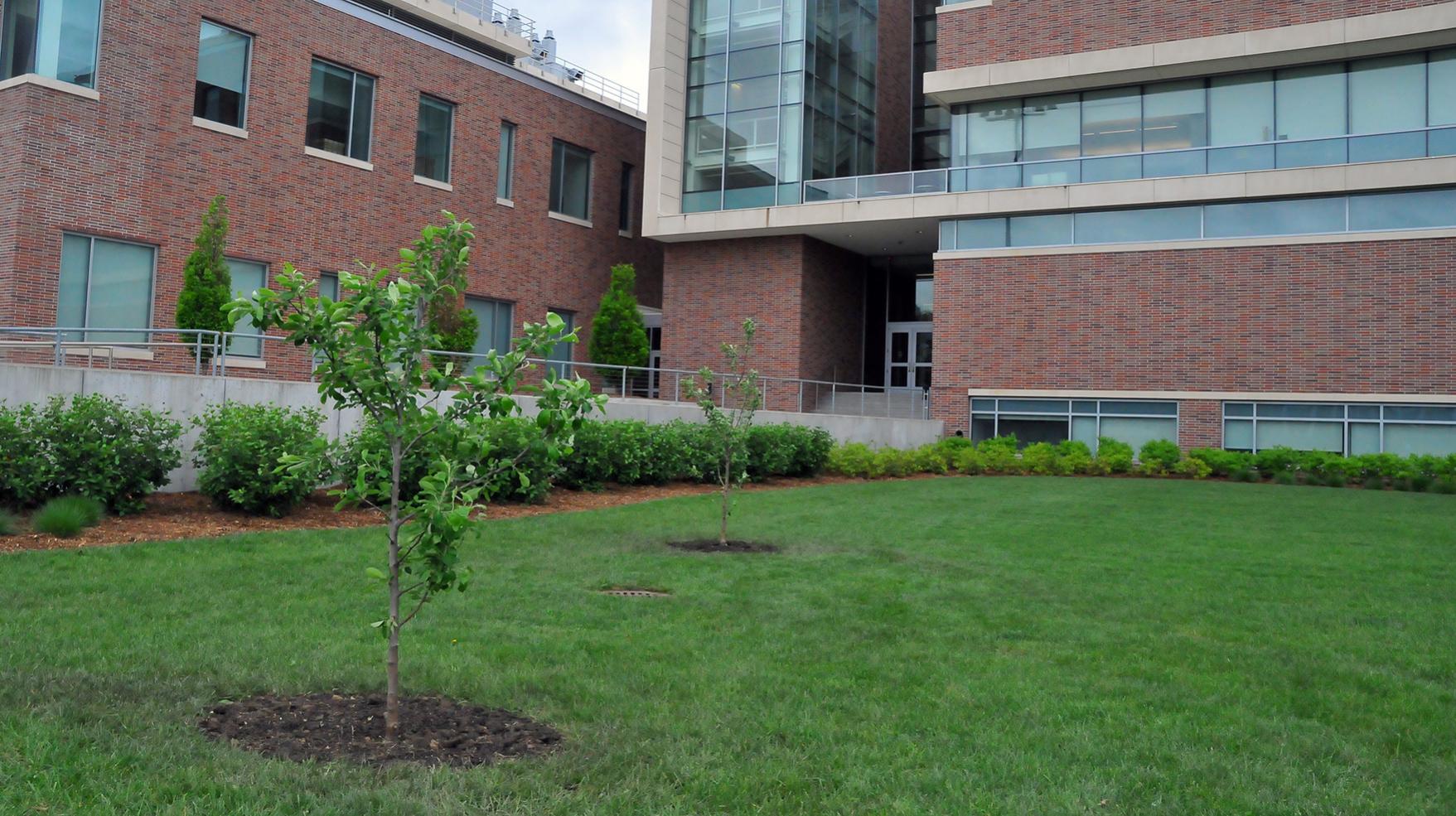 Two young apple trees standing next to Jorgensen Hall
