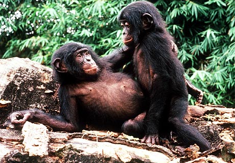 sci-bonobo-ape_4.jpg