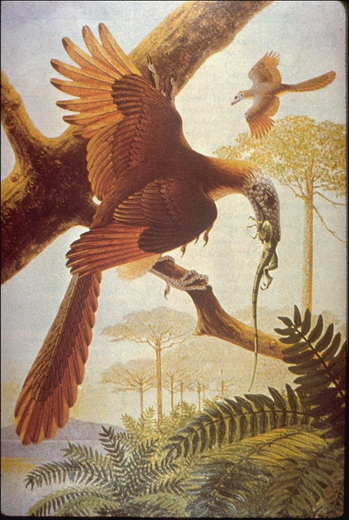 archaeopteryx.gif