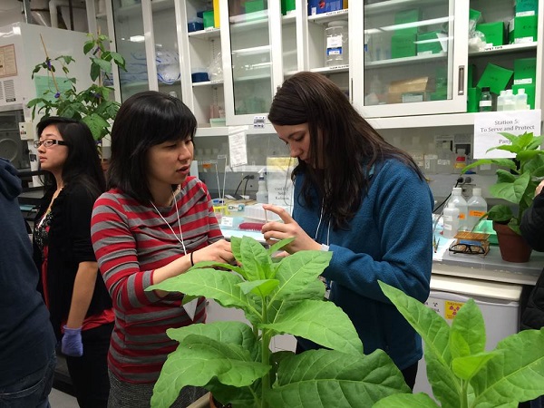 February, 2014. Panya Kim (striped top), graduate student in Jim Alfano’s lab, helping a high school student do a plant infiltration assay used to evaluate the plant immune response.