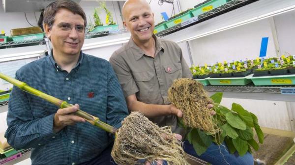 June, 2016. Alfano co-PI on $20 million NSF EPSCoR grant to study maize roots and maize root microbiomes.