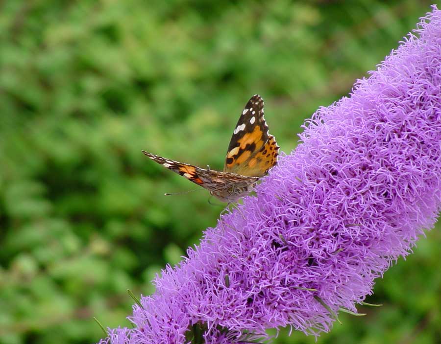 Butterfly in Burnett Garden