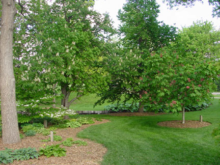 The horsechestnuts and viburnums in Maxwell Arboretum