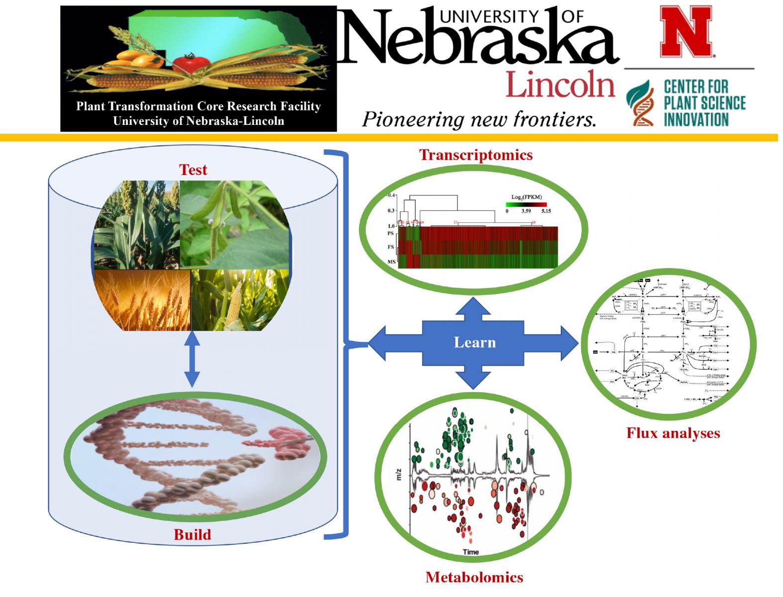 Graphic showing impact of plant transformation on transcriptomics, flux analyses, and metabolomics