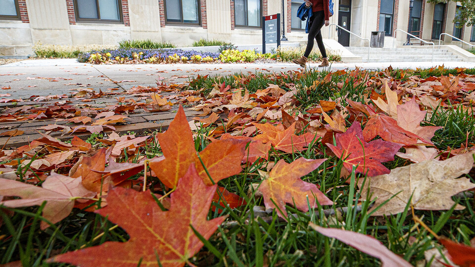 Autumn leaves on green grass; links to news story