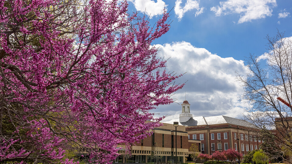 Redbud tree in bloom with Love Library in the background; links to news story