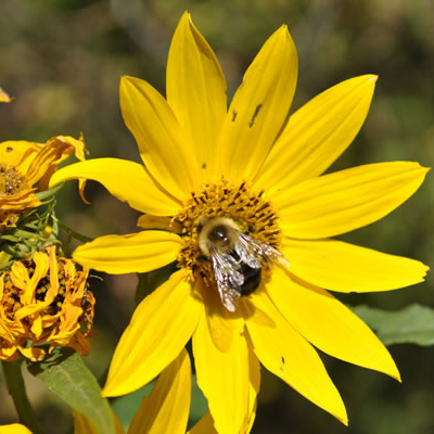 Close-up of a native bee and prairie wildflower; links to Place Studies Courses