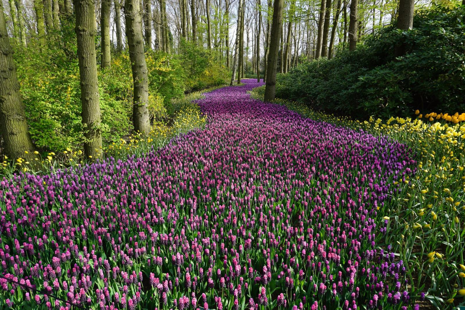Meadow of purple flowers
