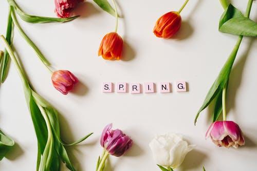 Tulips and Scrabble letters spelling SPRING