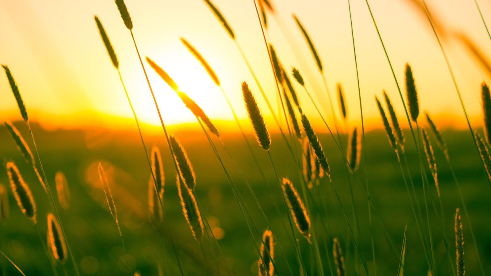 Long grass at sunset