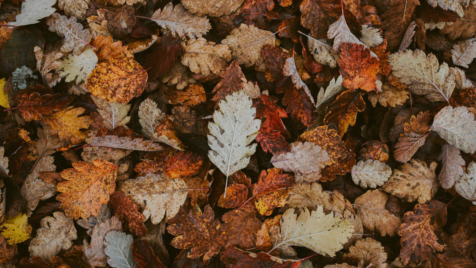 Pile of brown leaves