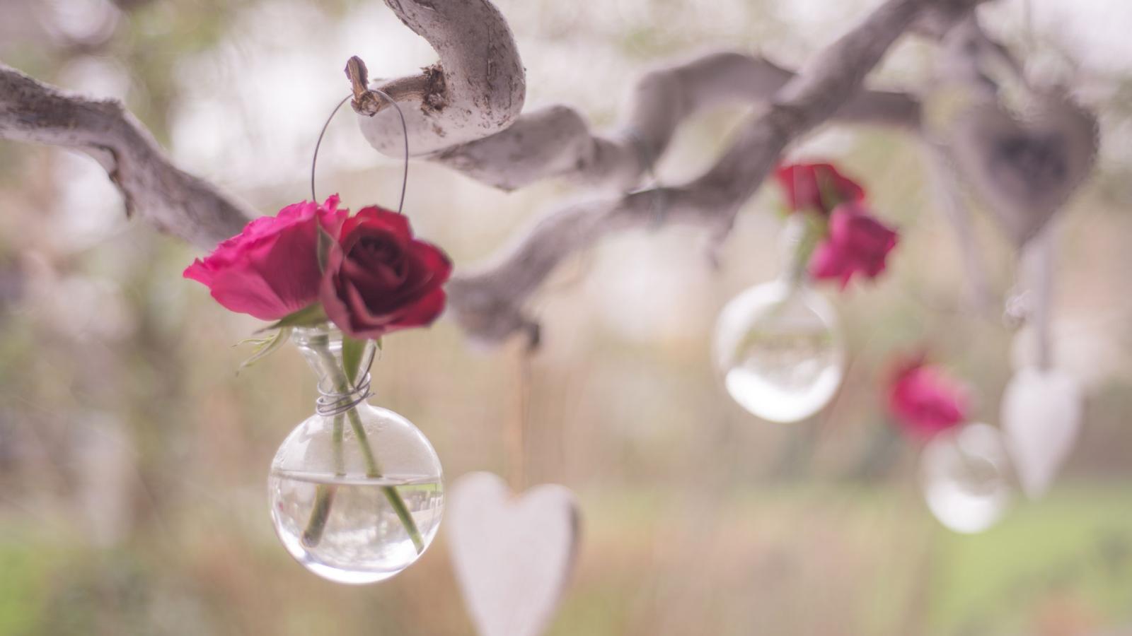 Roses in hanging vase