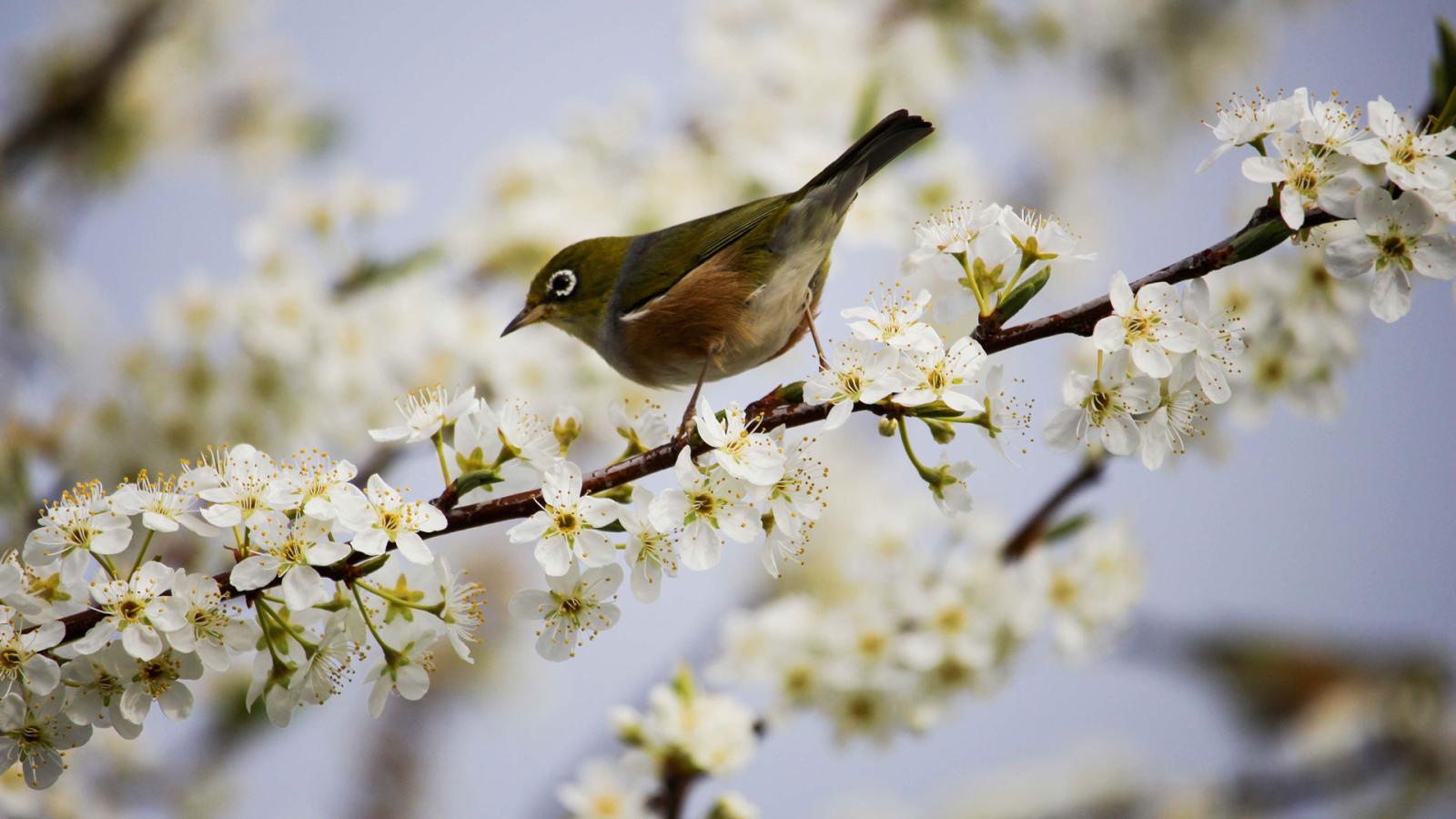 Bird on flowering tree branch