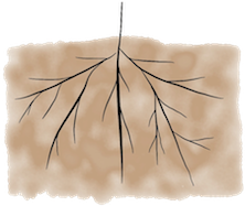 schematic sketch of a plant's roots