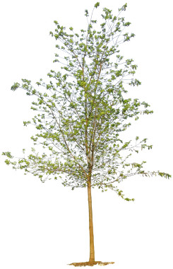 image of a sapling tree