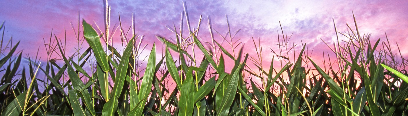 corn field at dusk
