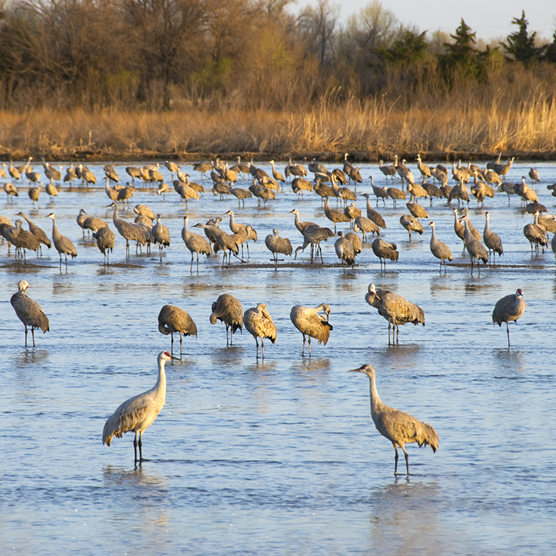 Cranes in water