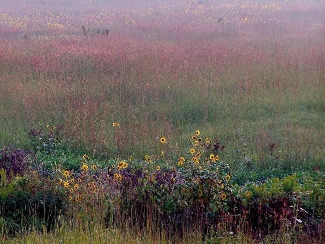 Prairie at dawn