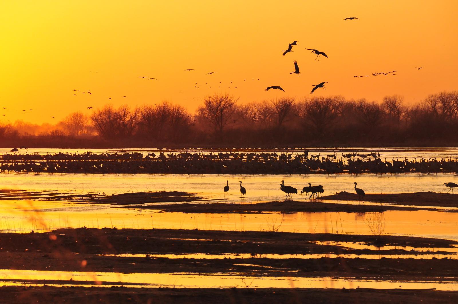 Sandhilll cranes flying to roost on the Platte River at sunset