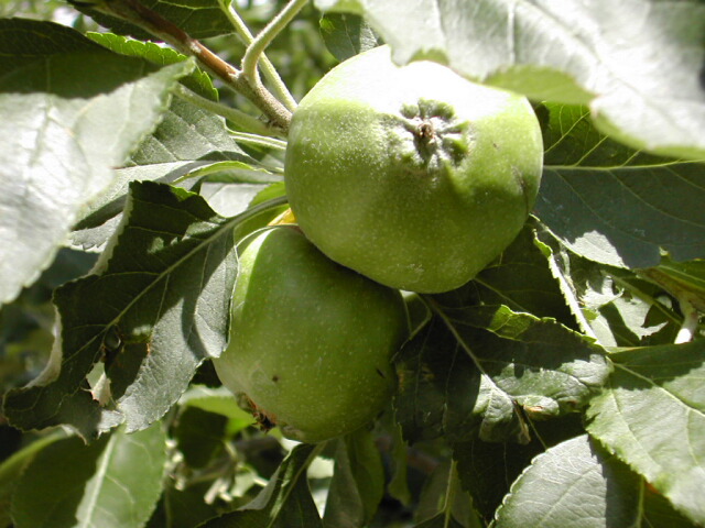 Apples growing from the Flower of Kent tree