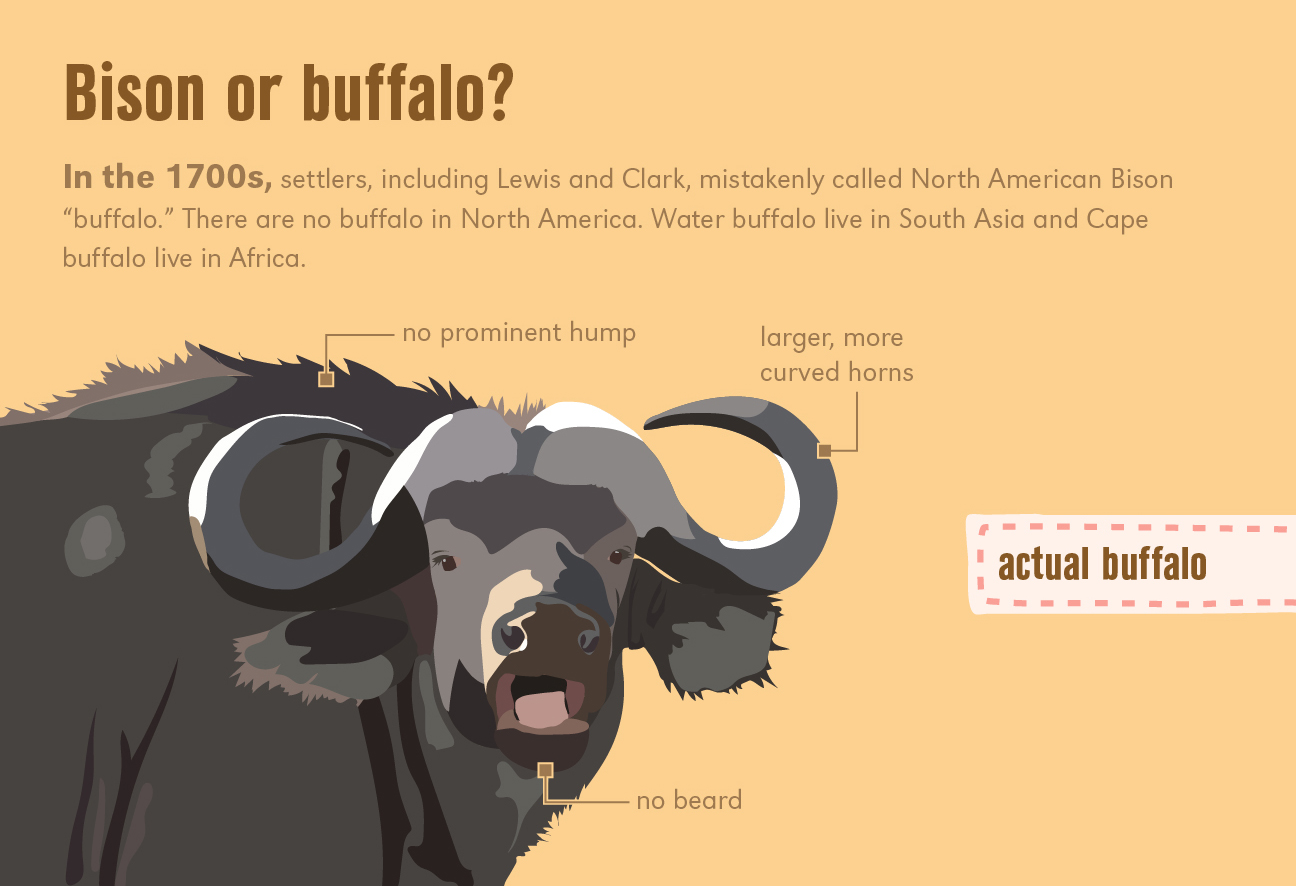 Bison infographic
