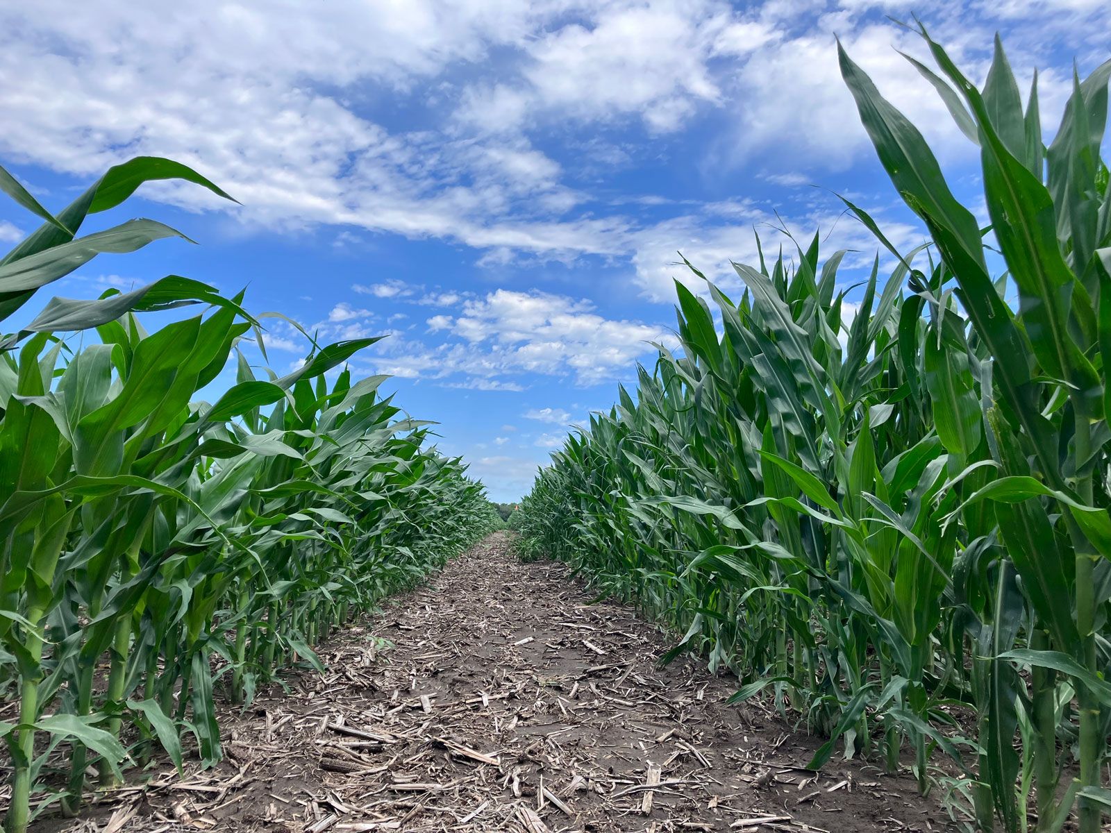 Corn field.