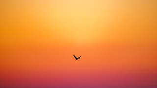 A Sandhill Crane flies along the Platte River as the sun rises.
