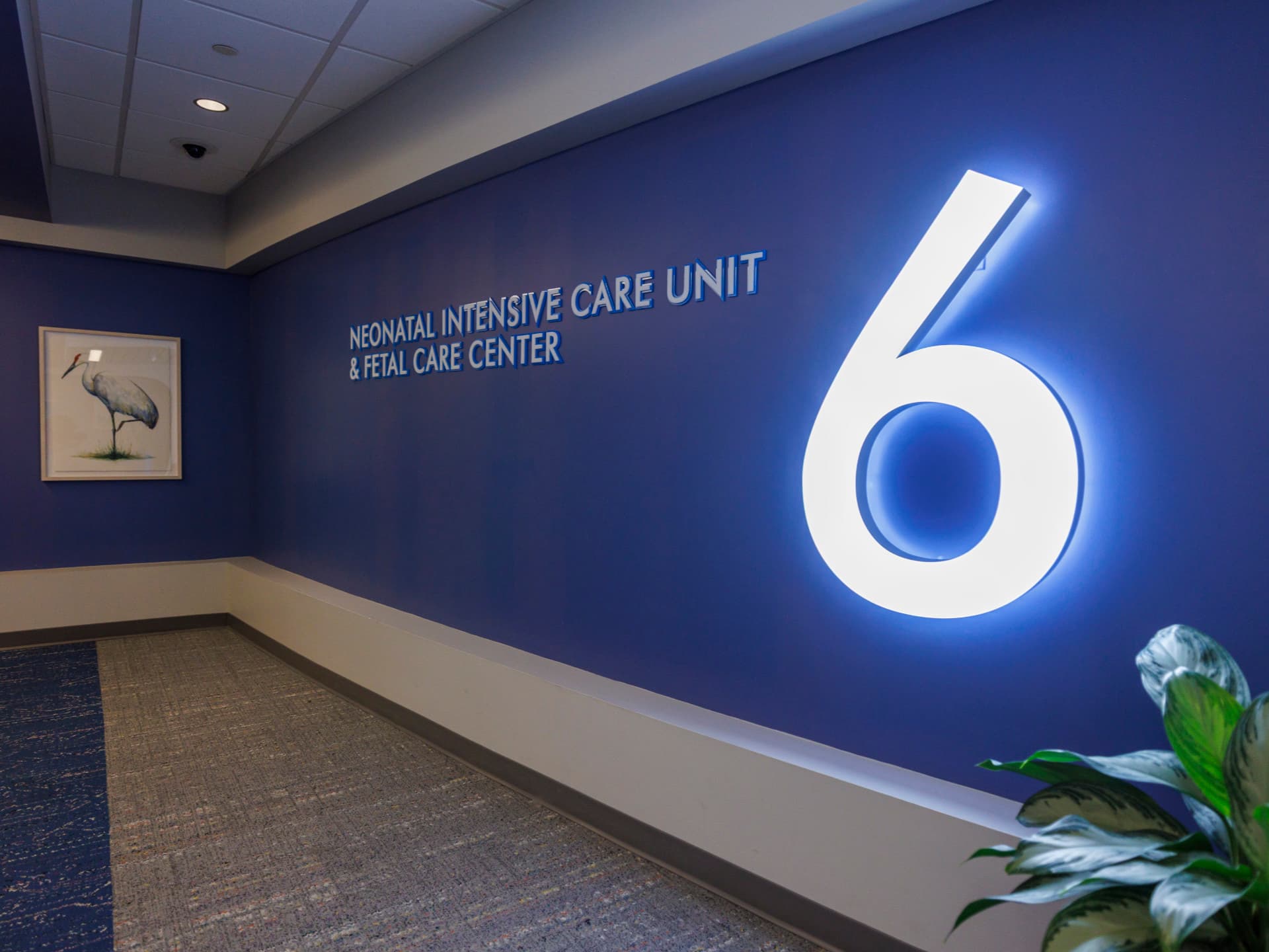 Neonatal care center hallway with a large, illuminated number six and framed crane artwork.
