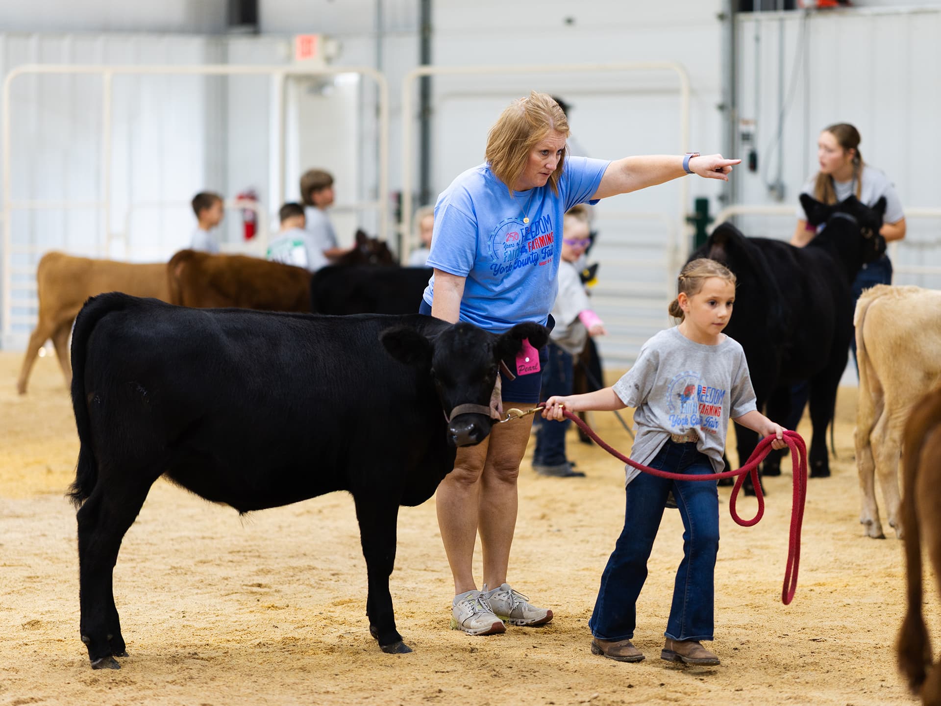 Child leading a black calf with guidance from Tanya Crawford in a livestock show arena.