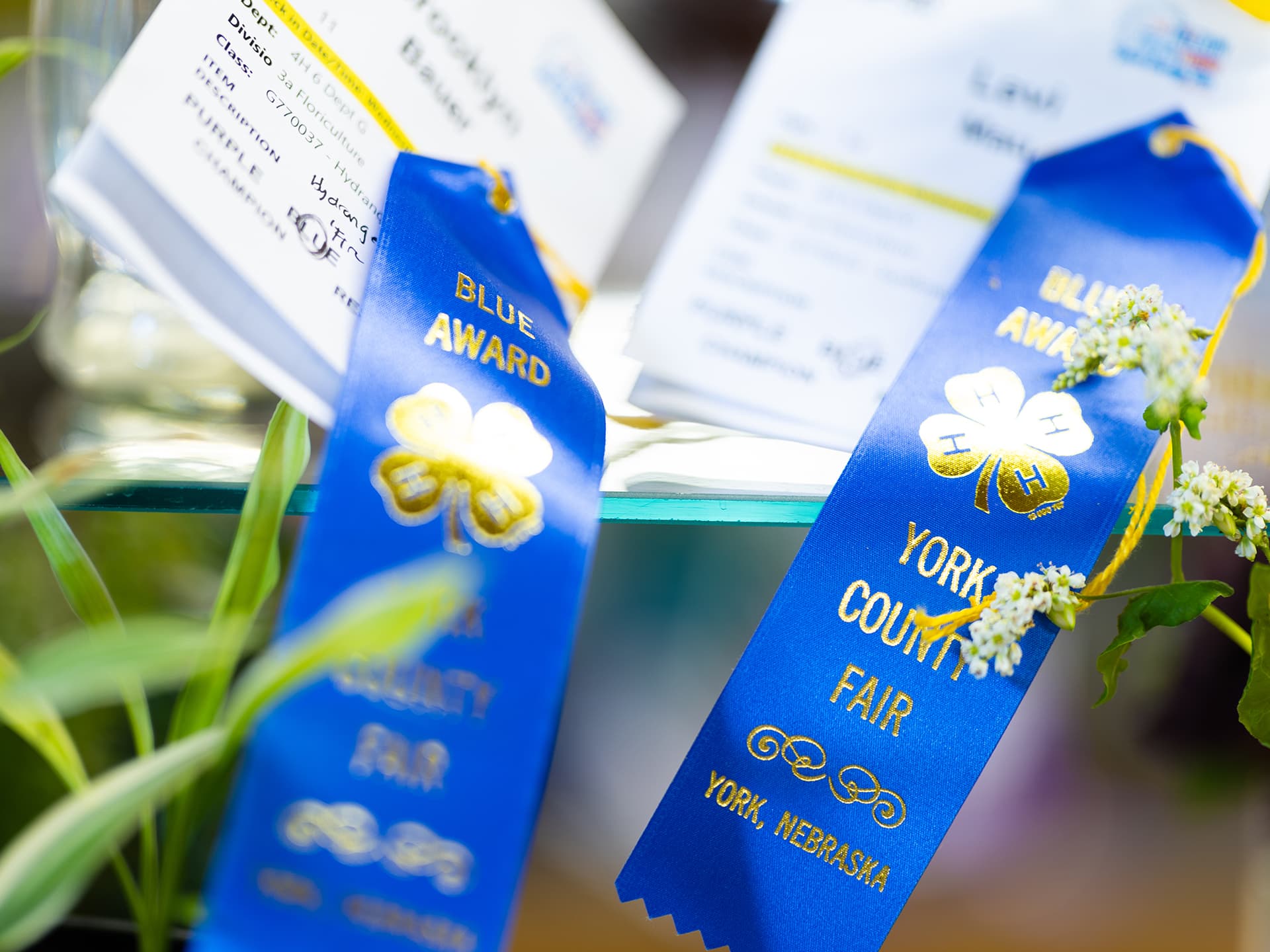 Blue ribbons with 'York County Fair' text displayed with flowers and award cards.