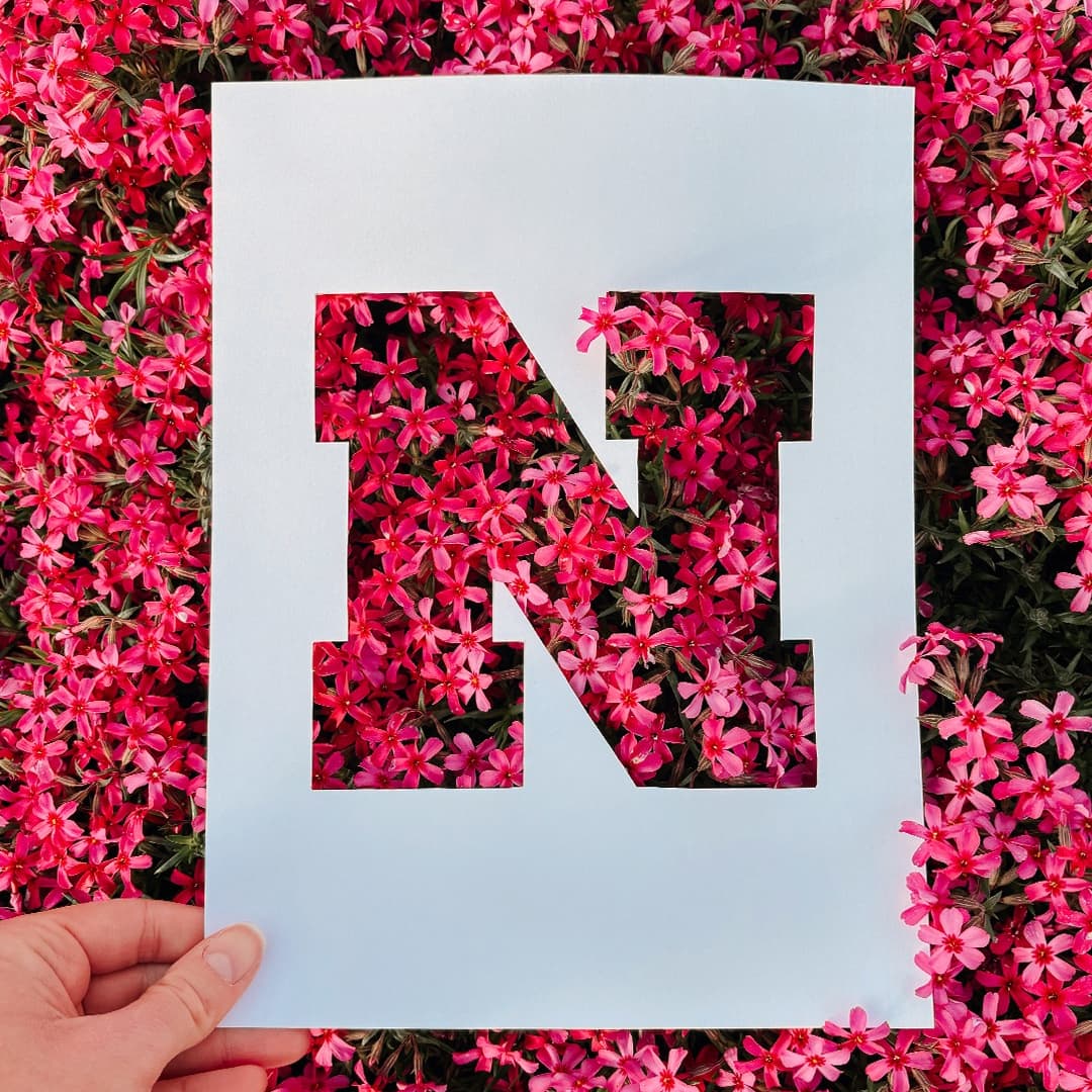 White paper cutout of the letter 'N' placed over vibrant pink flowers.