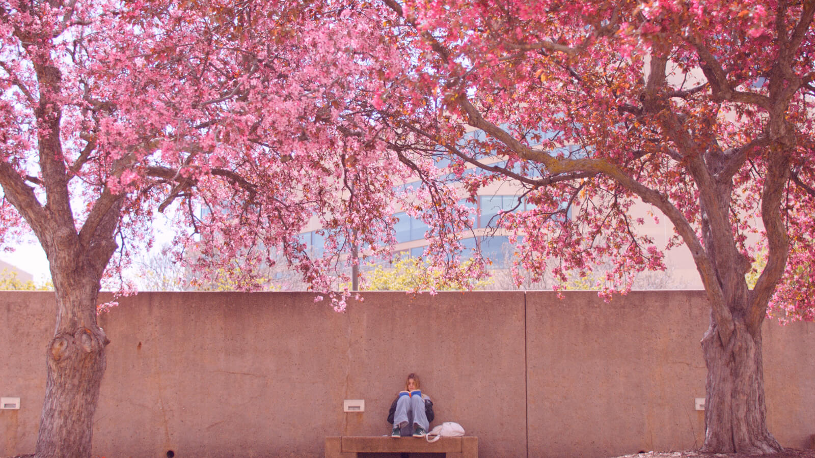 A student is seated on a bench reading underneath pink flowering trees