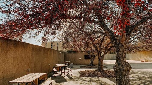 Pink flowering trees bloom in the Sheldon Garden near the seating area