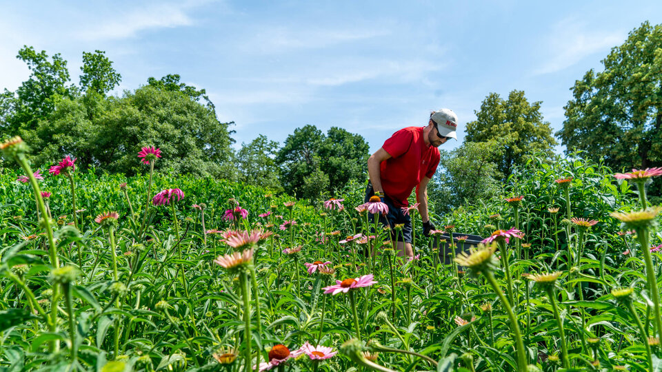 Student standing among a field of wildflowers