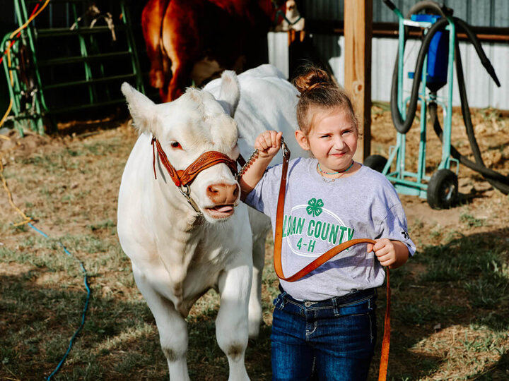 Child with baby calf at 4h event