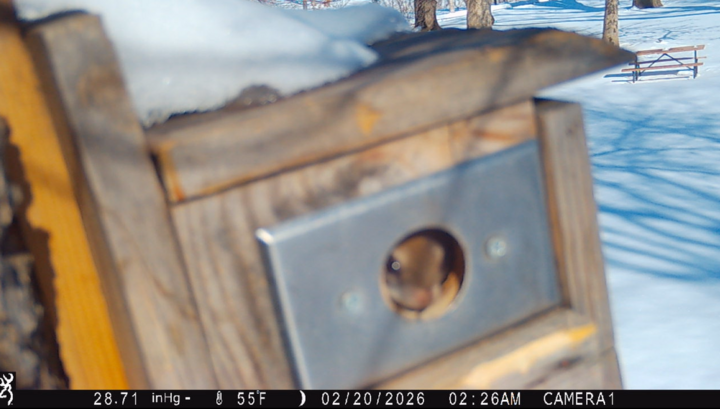A Southern Flying Squirrel using one of the nesting boxes installed on East Campus.