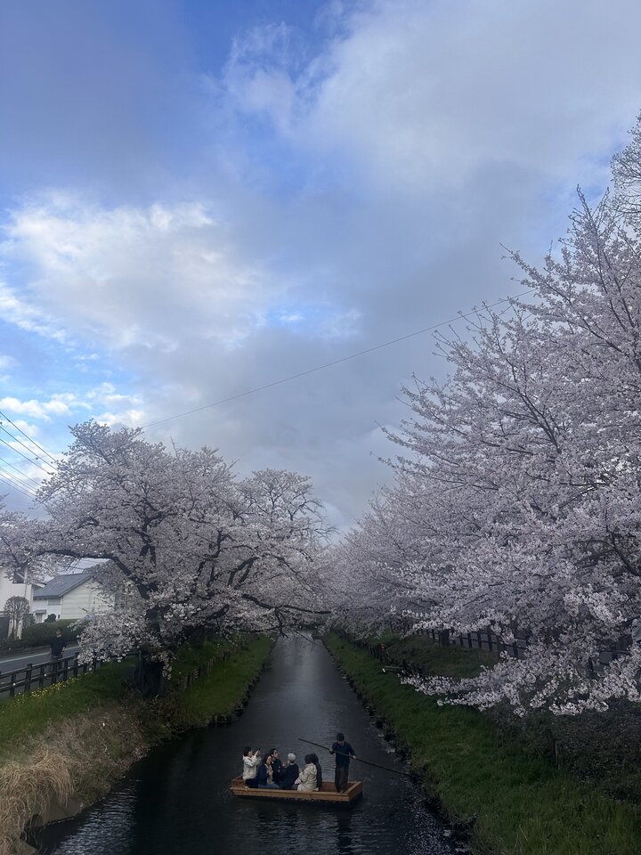 Cherry blossom trees overhanging a river with a wooden boat carrying passengers below.