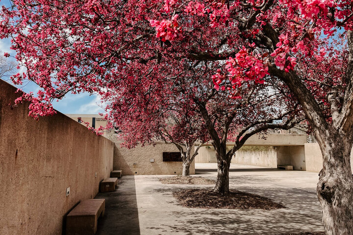 Pink blossom trees with a beige concrete building and benches under a bright blue sky south of Sheldon Gallery of Art.
