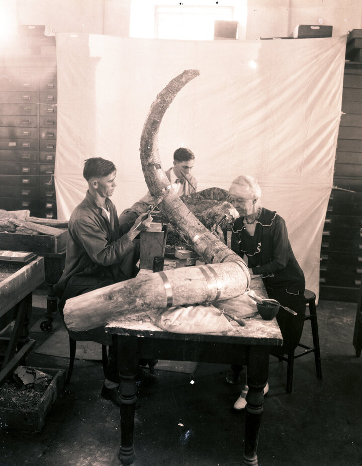prepping_elephant_tusk