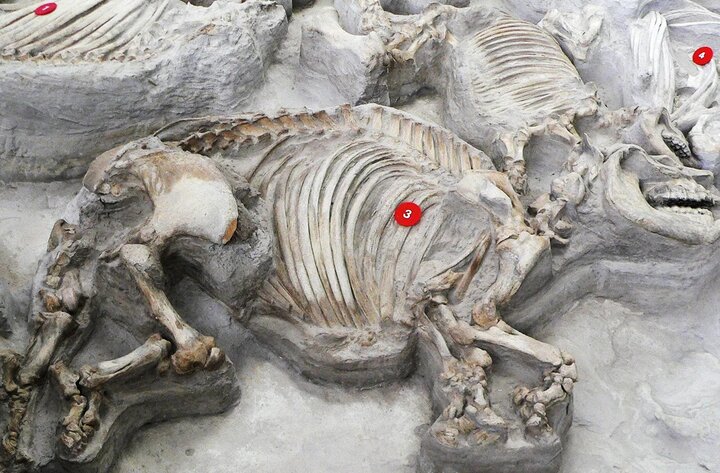 An overhead view of fossils at Ashfall