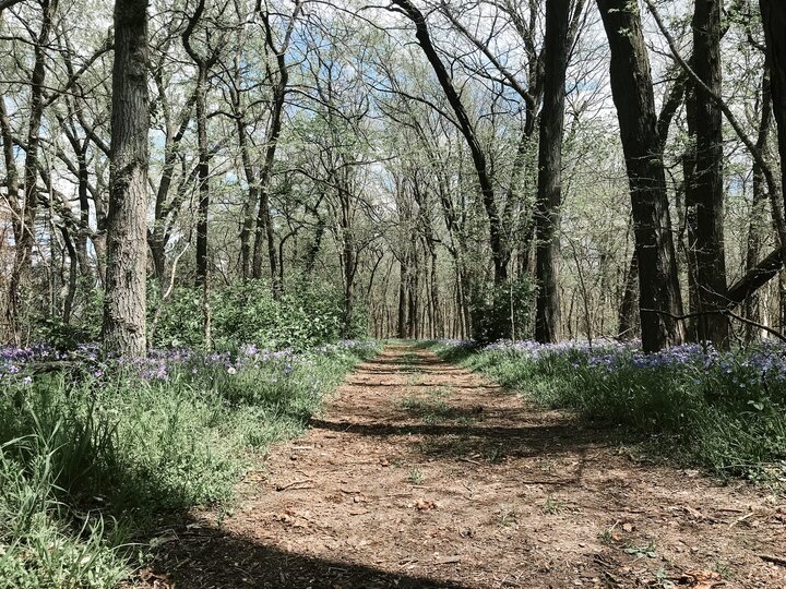 A path lined with tall grass and purple flowers in Pioneers Park