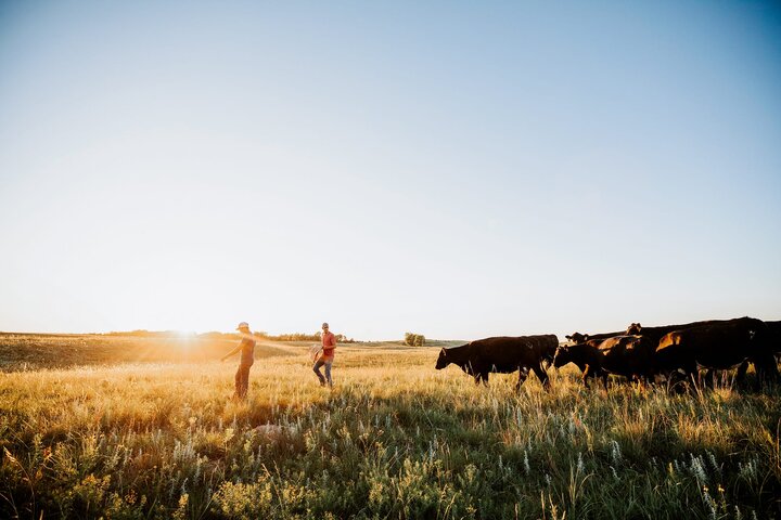 As the sun sets, Matt and Joe walk through a field with cows walking behind them